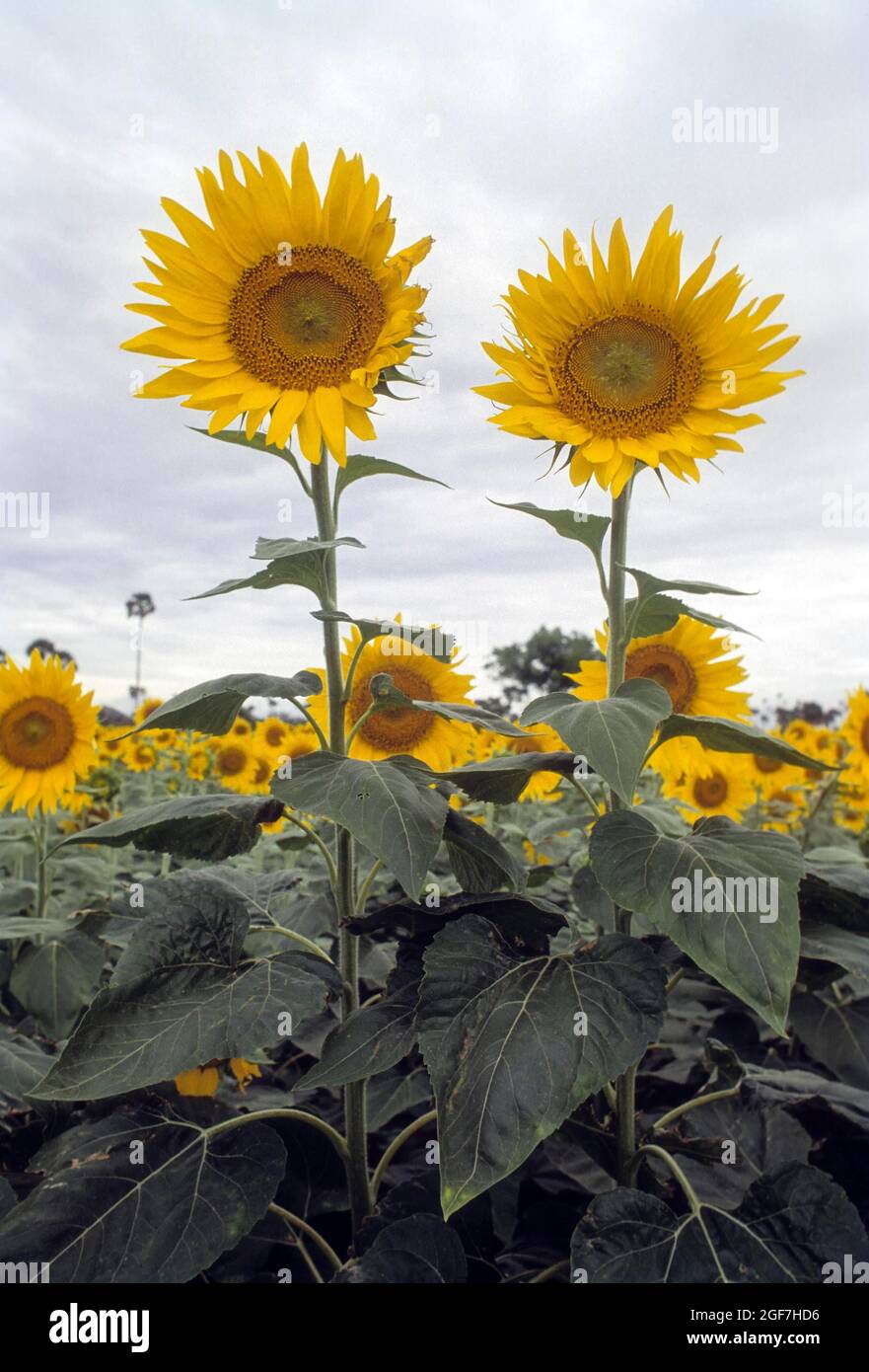 Yellow and golden oil seed flower, Sun flower, Sunflower (Helianthus