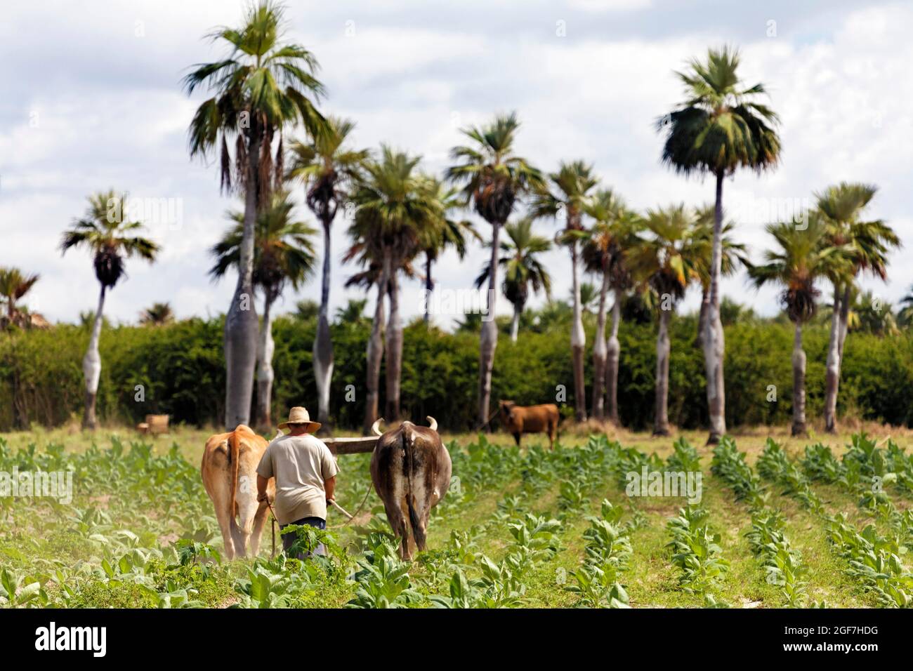 Farmer, Cuban, ploughing tobacco field with two oxen and plough, Pregnant palm, Palma barrigona (Colpothrinax wrightii) endemic, Las Tunas Province Stock Photo