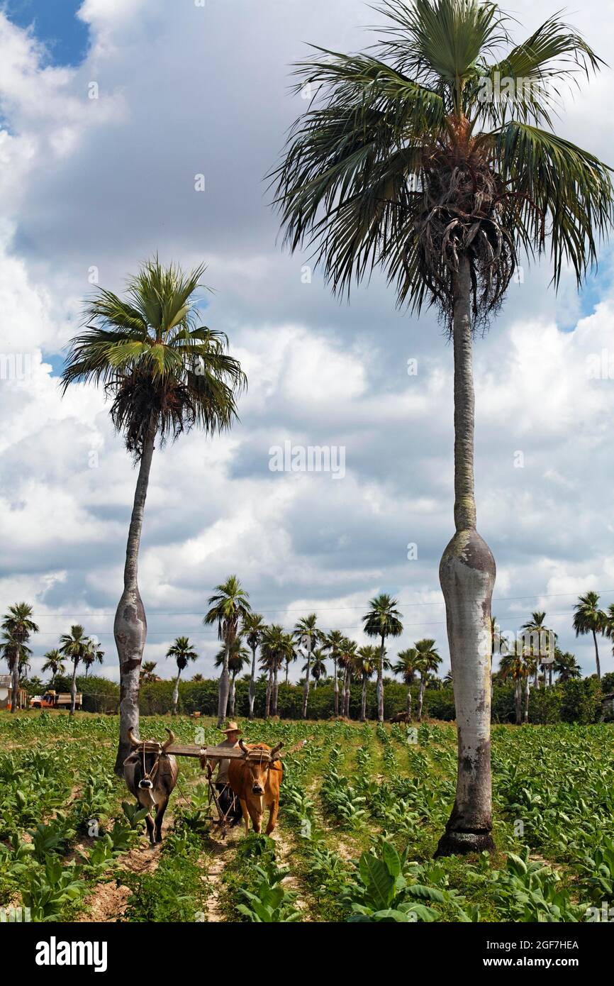 Farmer, Cuban, ploughing tobacco field with two oxen and plough, Pregnant palm, Palma barrigona (Colpothrinax wrightii) endemic, Las Tunas Province Stock Photo