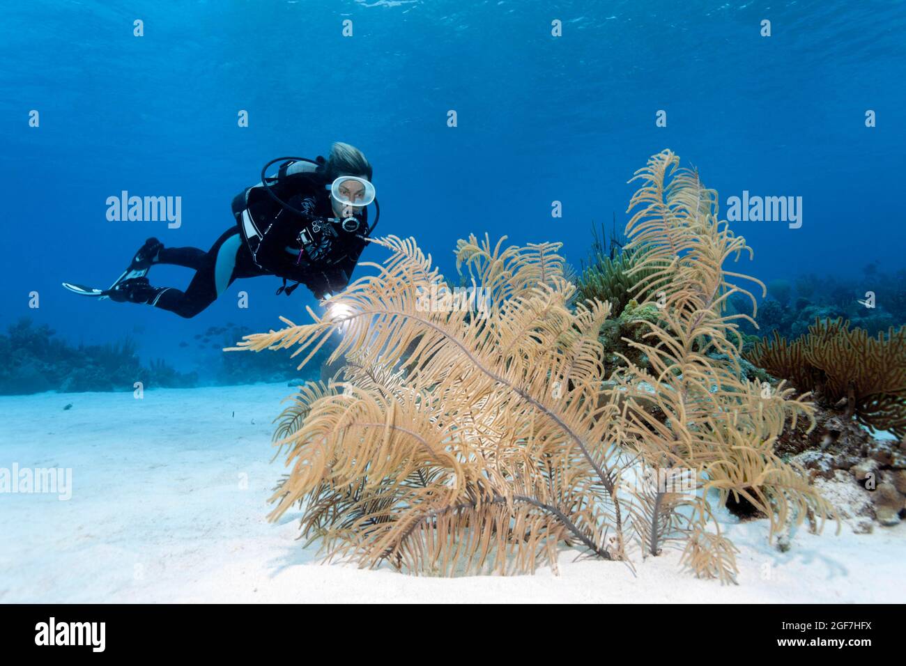 Diver looking at Slimy Sea Plume (Pseudopterogorgia americana) on sandy bottom, Caribbean Sea near Maria la Gorda, Pinar del Rio Province Stock Photo