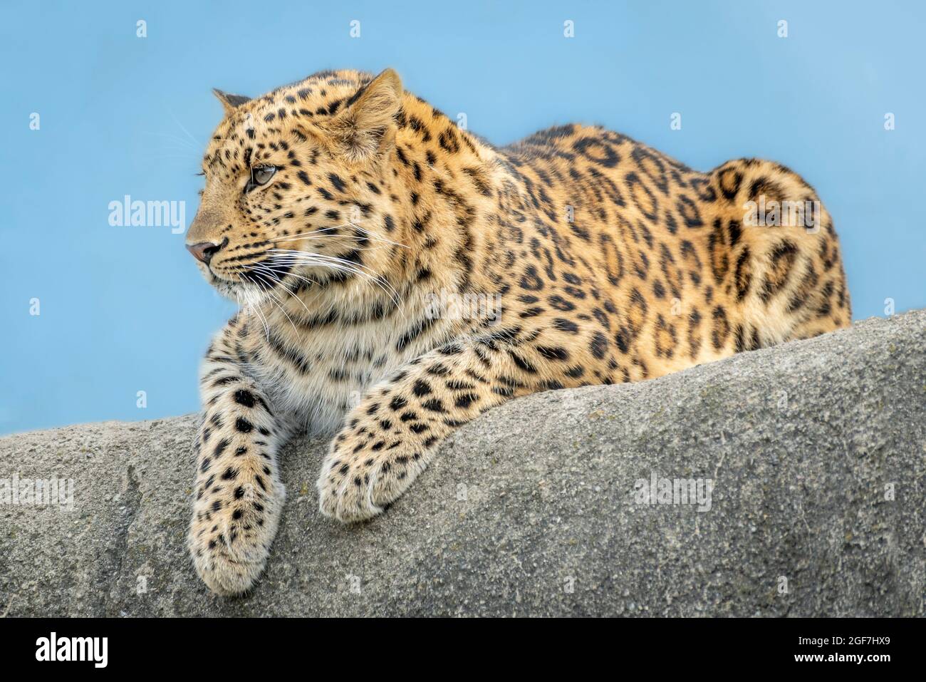 Close up Full Body Shot of an African Leopard Resting on a Clay Fence during the Blue Hour. Stock Photo