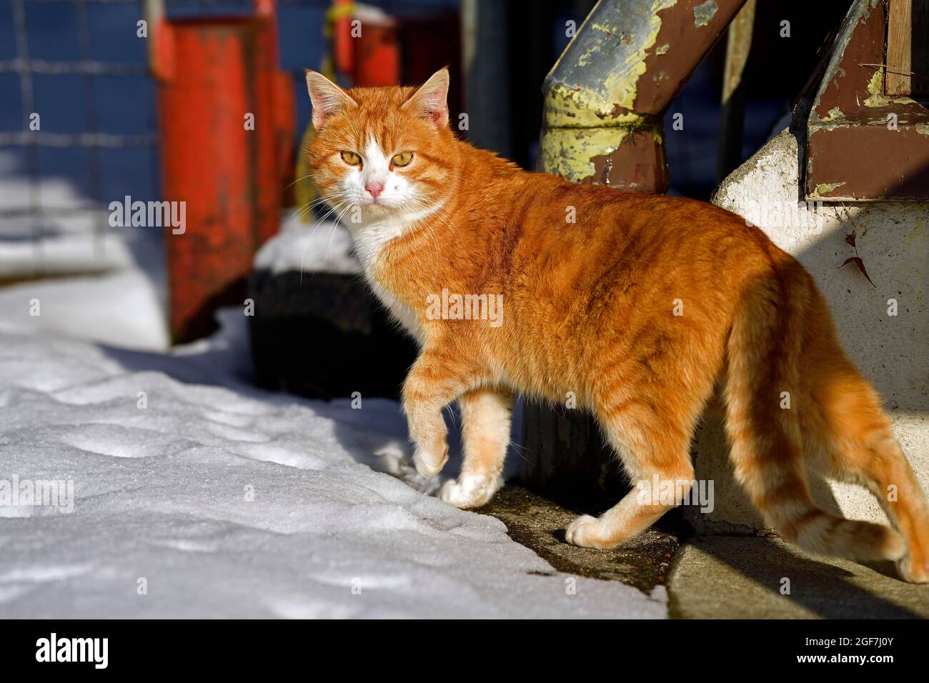 Red tomcat (Felis silvestris catus), Switzerland Stock Photo - Alamy