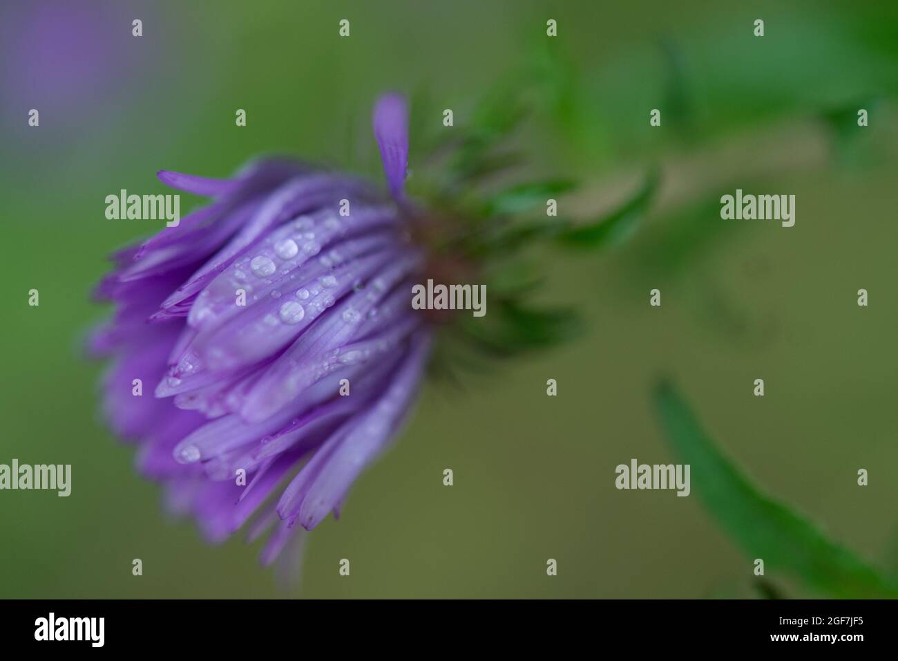 New England Aster flower petals closed Stock Photo Alamy