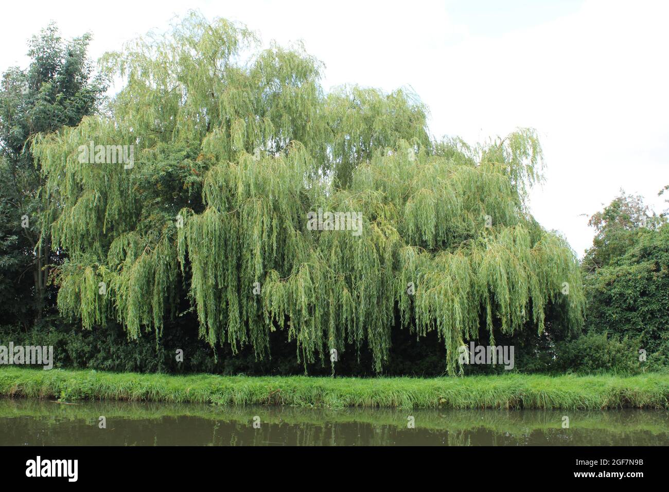 large weeping willow tree on river banke with copy space. Latin name Salix babylonica Stock Photo
