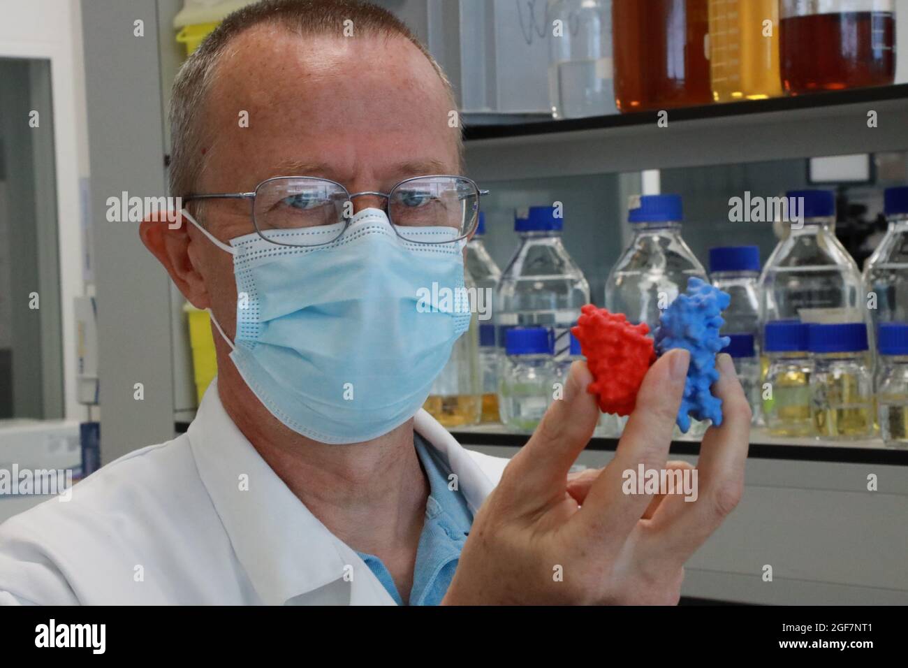 Dr. Xavier Saelens (VIB-UGent Center for Medical Biotechnology group leader) shows an enlarged 3D model of a spike protein (blue) connected to an antibody (red), amid the coronavirus disease (COVID-19) pandemic, in Ghent, Belgium August 23, 2021. REUTERS/ Bart Biesemans Stock Photo