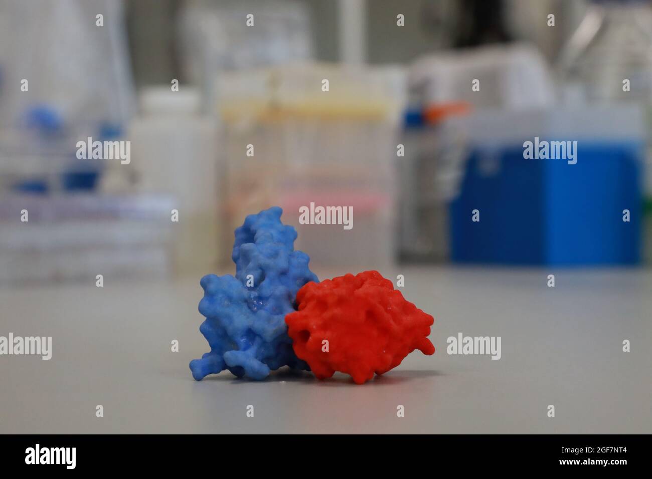 An enlarged 3D model of a spike protein (blue) connected to an antibody (red) sits on a table in VIB-UGent Center, amid the coronavirus disease (COVID-19) pandemic, in Ghent, Belgium August 23, 2021. REUTERS/Bart Biesemans Stock Photo