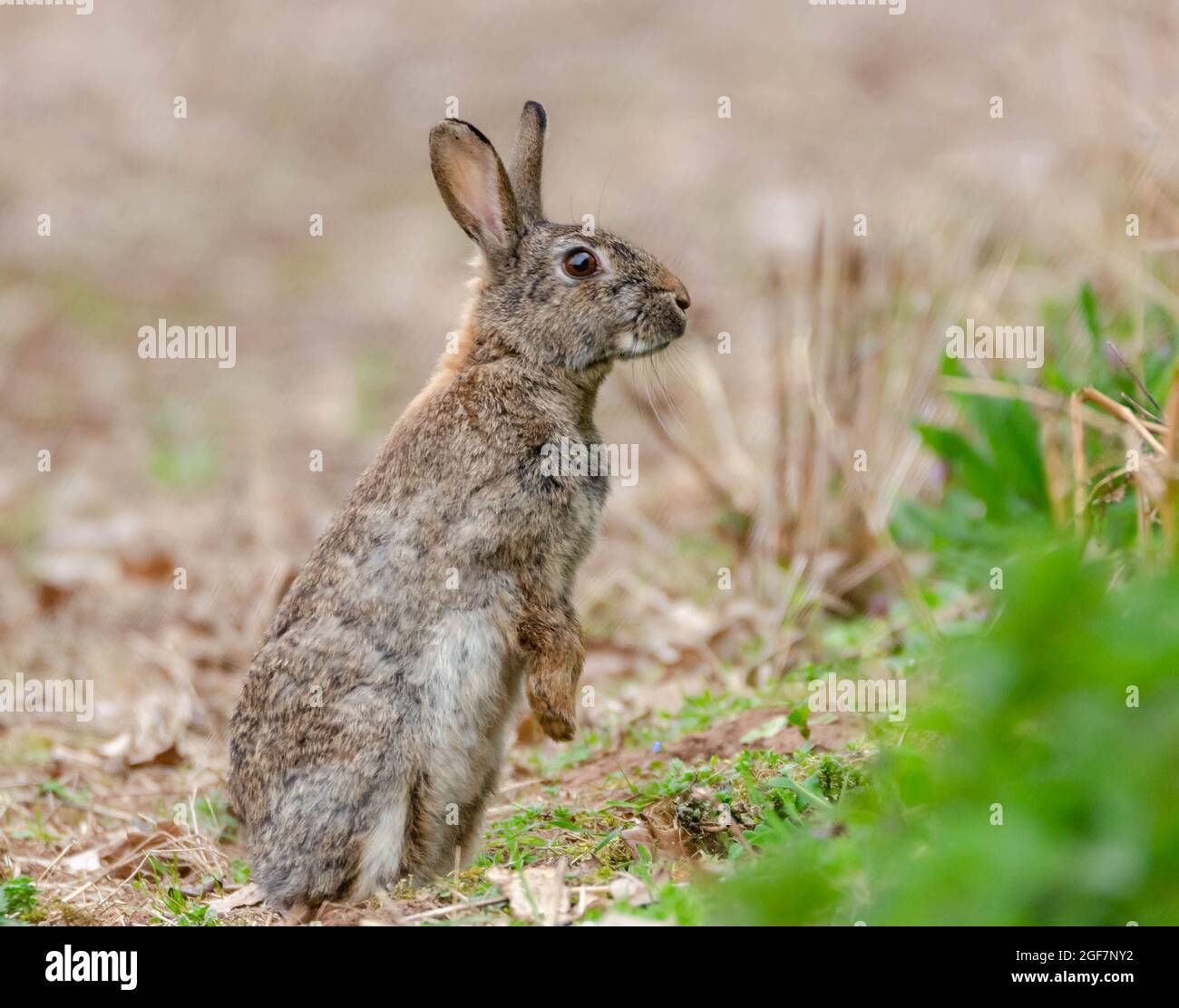 Spring Rabbit Stock Image Spring bunny rabbits hi-res stock photography and images - Alamy