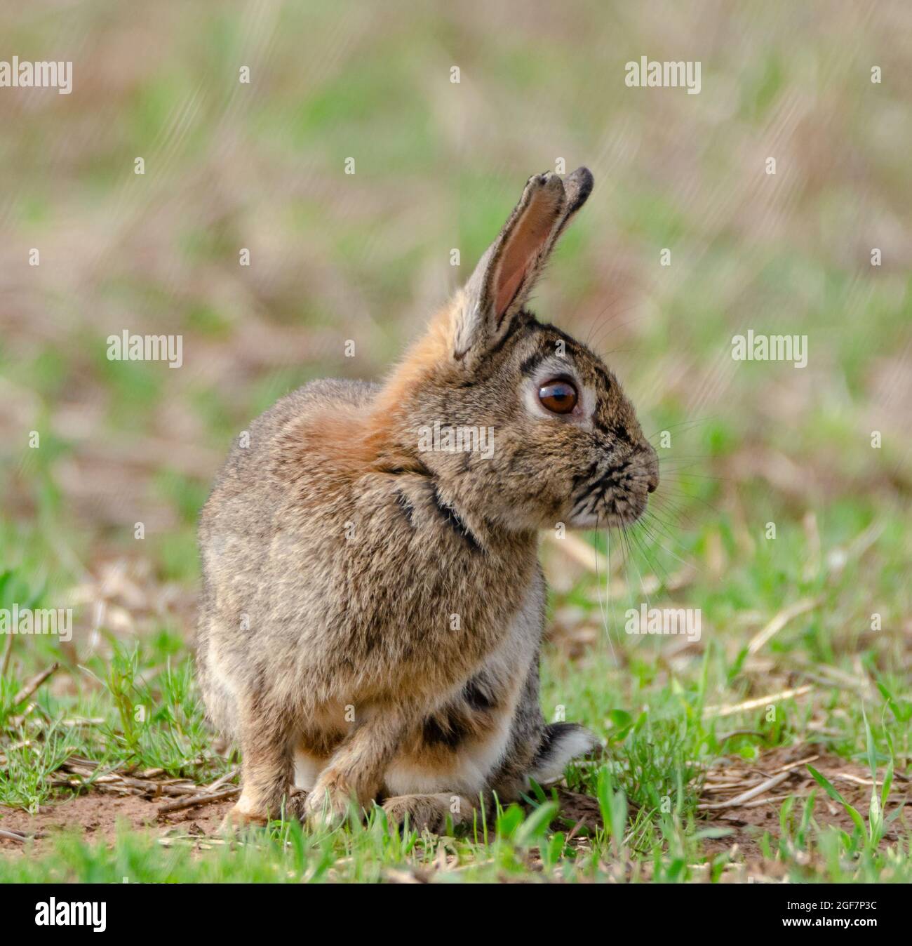 Rabbit Stock Photo