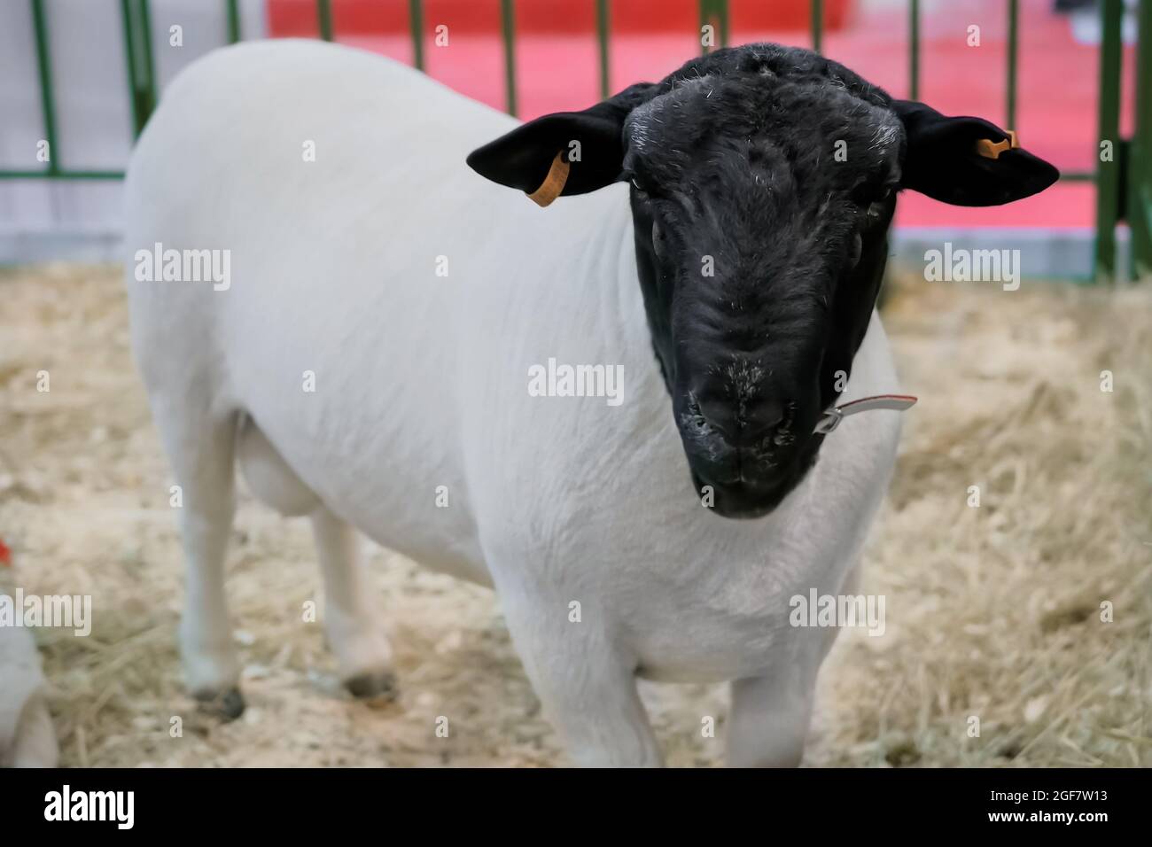 Portrait of cute little white and black dorper lamb at animal exhibition Stock Photo