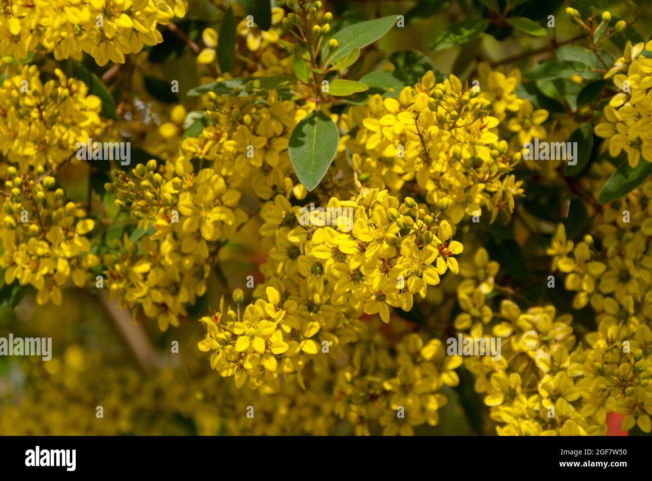 Thryallis glauca, Galphimia, Gold Shower yellow flower. Stock Photo
