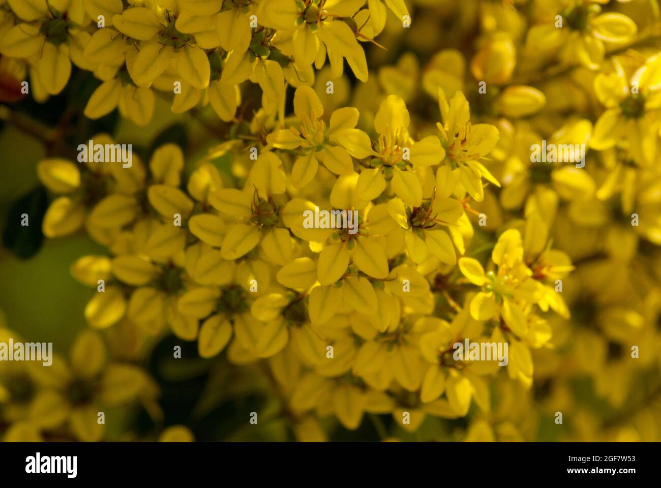 Thryallis glauca, Galphimia, Gold Shower yellow flower. Stock Photo