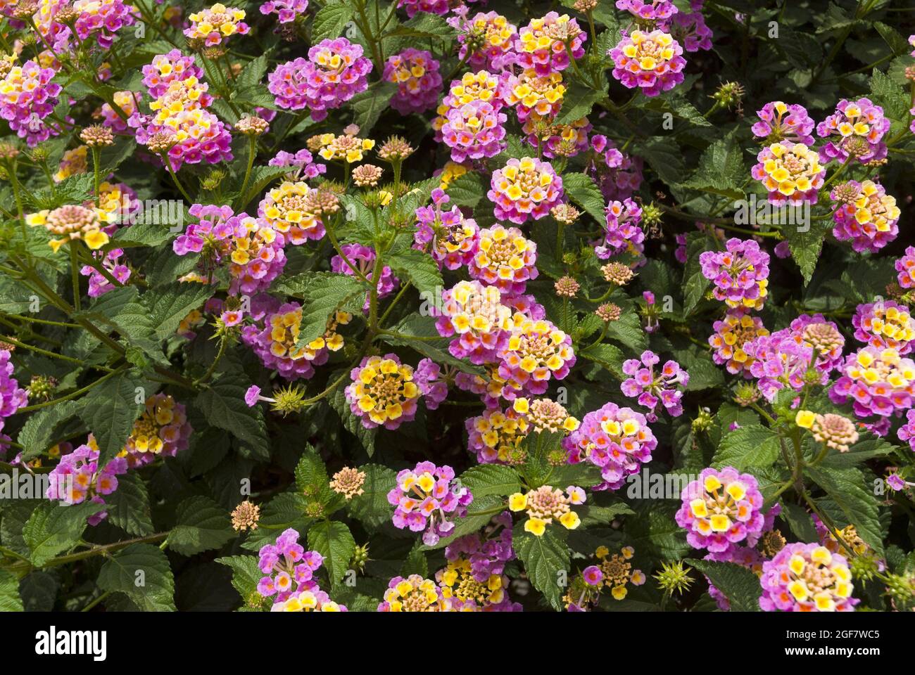 Lantana camara L in Guatemala garden, flower called seven negritos Stock Photo