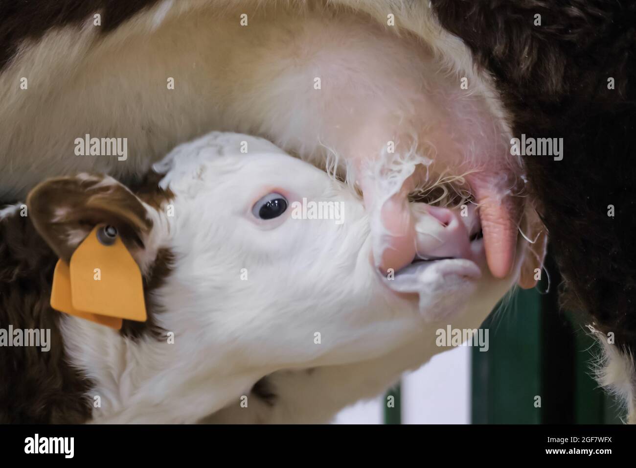 Cute brown and white calf drinking milk from mother cow udder Stock