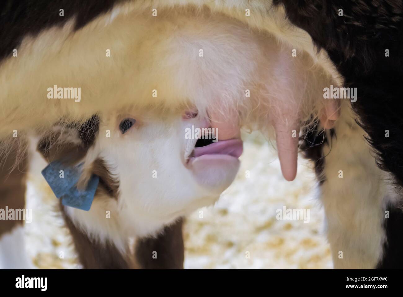 Cute brown and white calf drinking milk from mother cow udder Stock ...
