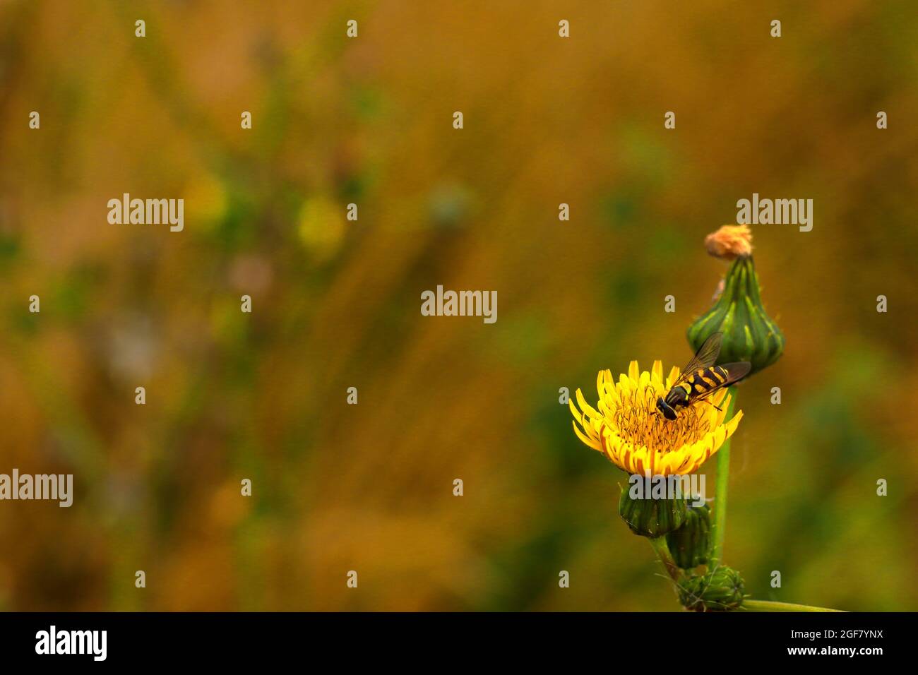 Hoverfly on Yellow Flower Bokeh Background Stock Photo