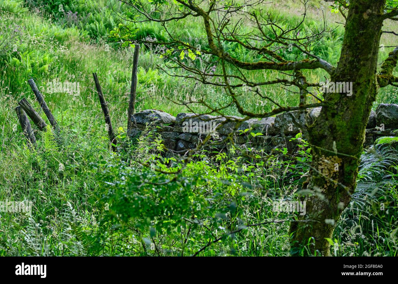 Broken fencing by drystone wall in Yorkshire Dales Stock Photo