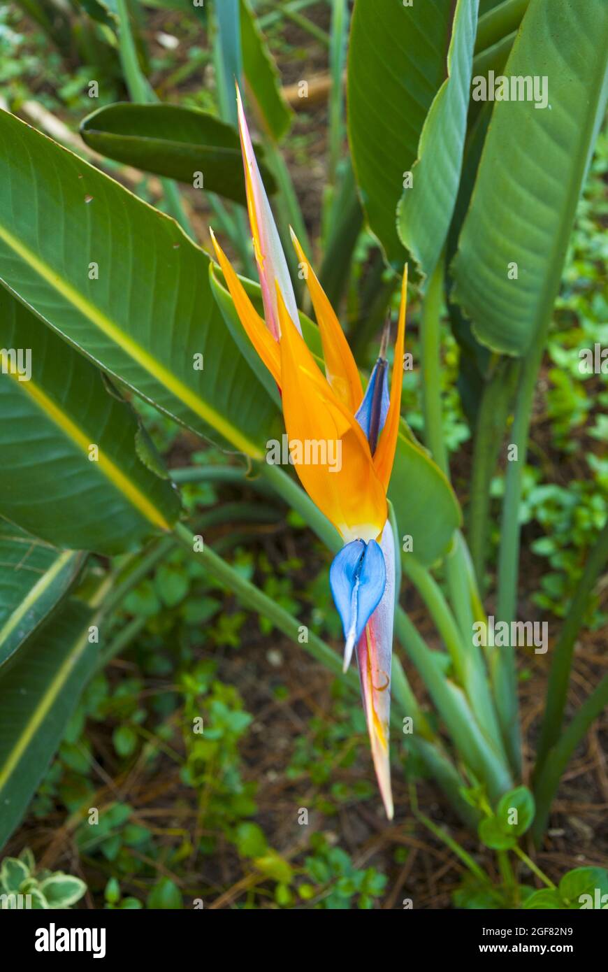 dennerle plant pro Dennerle Plant Care Pro Daily
