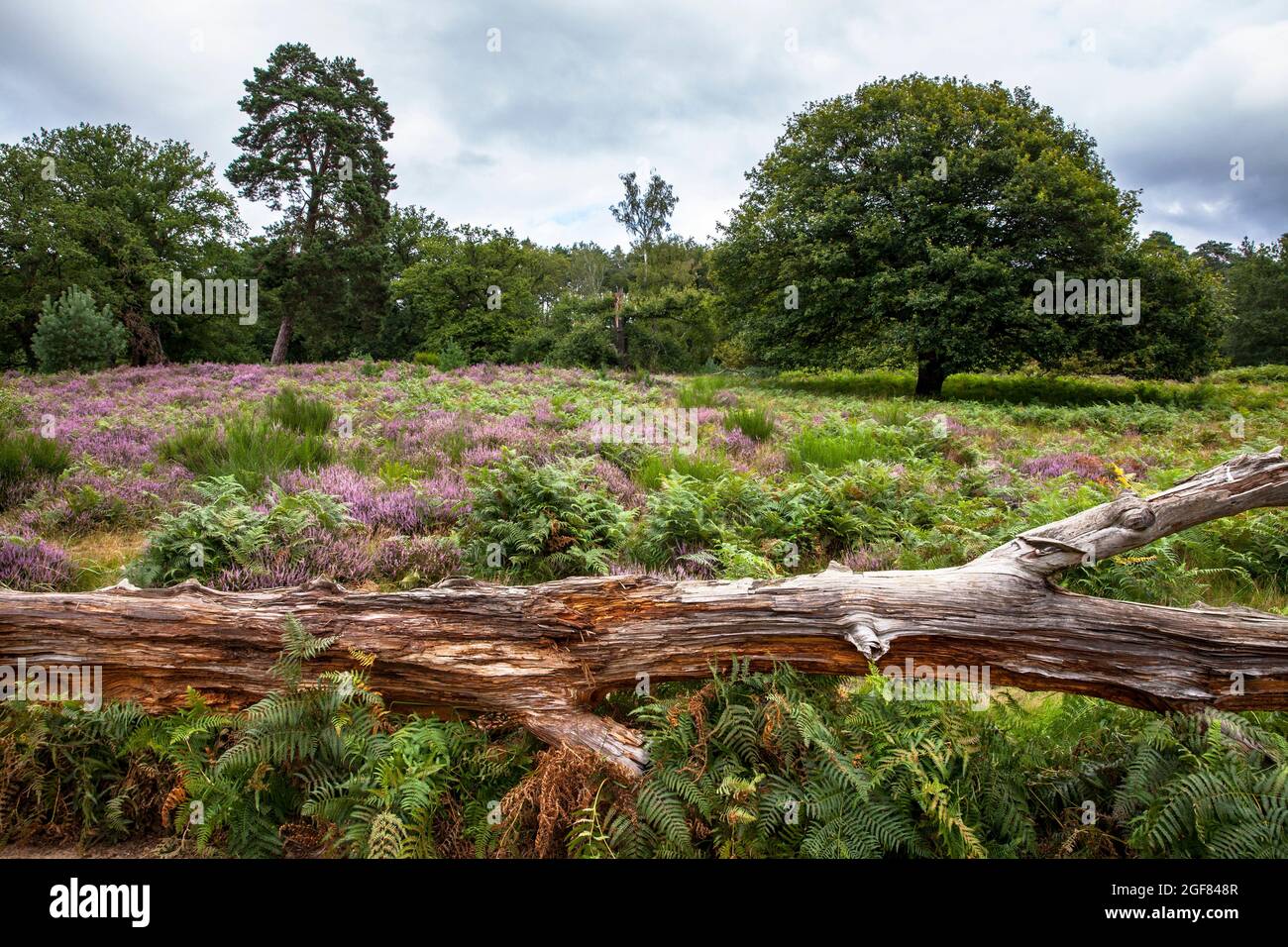 flowering common heather (Calluna vulgaris) in the Wahner Heath on Fliegenberg hill, Troisdorf, North Rhine-Westphalia, Germany.  bluehende Besenheide Stock Photo