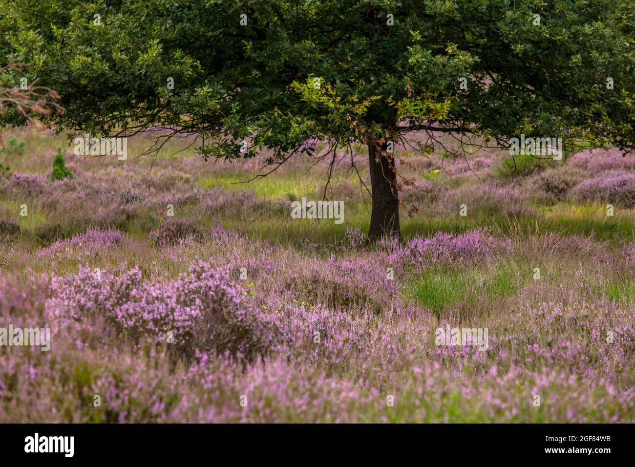 flowering common heather (Calluna vulgaris) in the Wahner Heath near Telegraphen hill, Troisdorf, North Rhine-Westphalia, Germany.  bluehende Besenhei Stock Photo