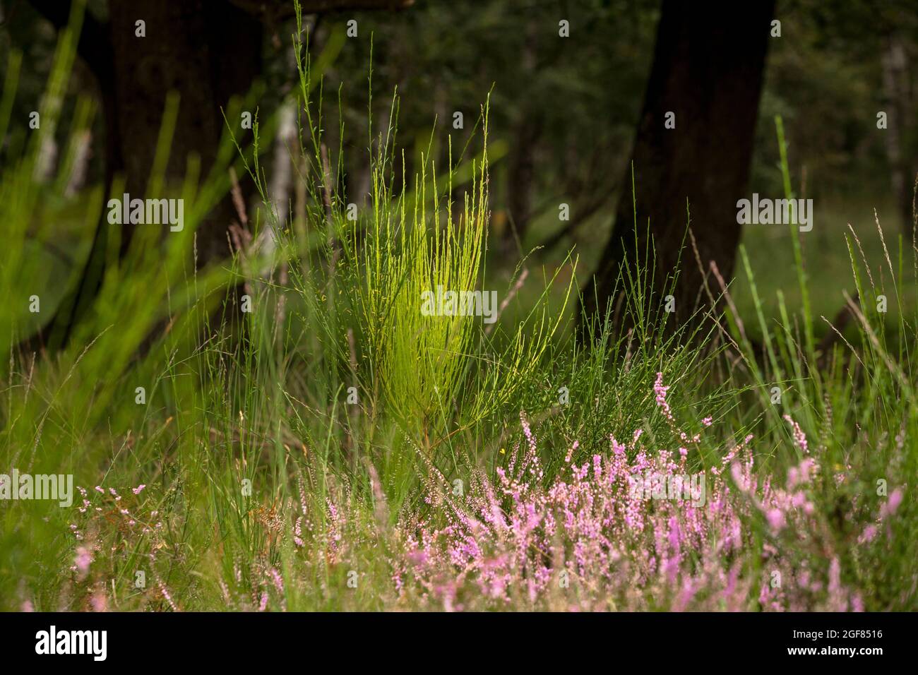 flowering common heather (Calluna vulgaris) and brrom brush in the Wahner Heath near Telegraphen hill, Troisdorf, North Rhine-Westphalia, Germany.  bl Stock Photo