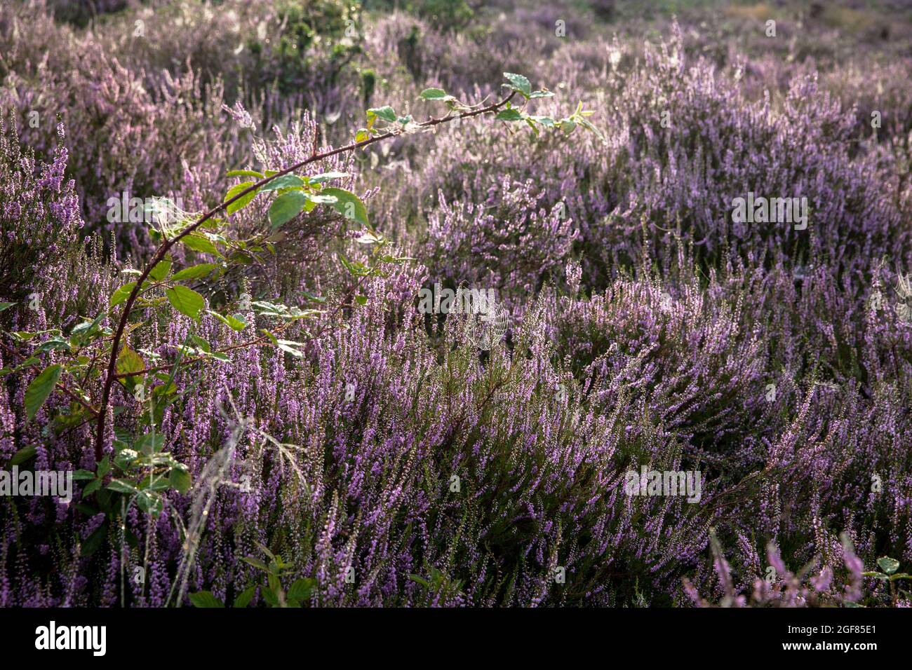 flowering common heather (Calluna vulgaris) in the Wahner Heath on Telegraphenberg hill, Troisdorf, North Rhine-Westphalia, Germany.  bluehende Besenh Stock Photo