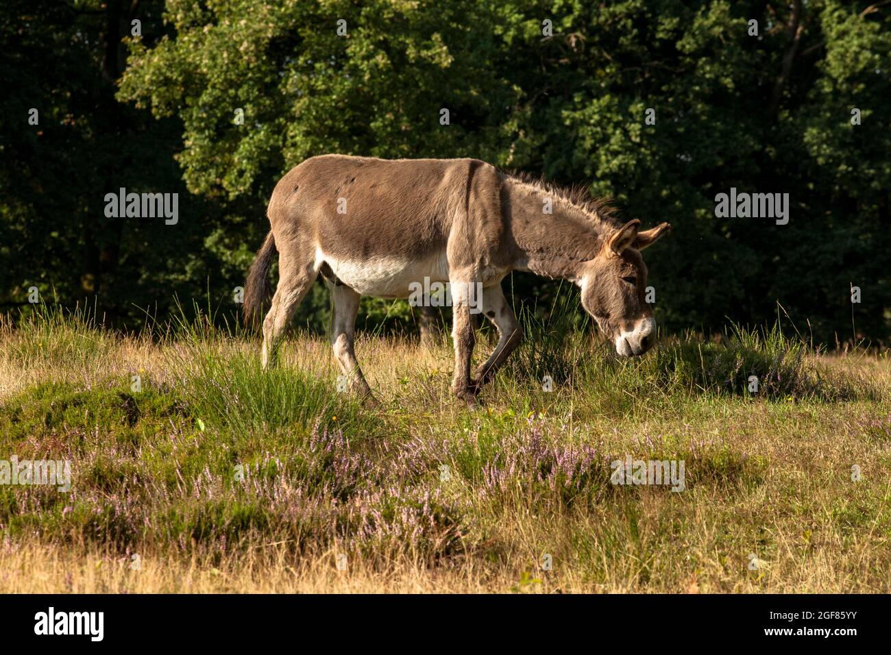 donkey in the Wahner Heath, Cologne, Germany.  Esel in der Wahner Heide, Koeln, Deutschland. Stock Photo