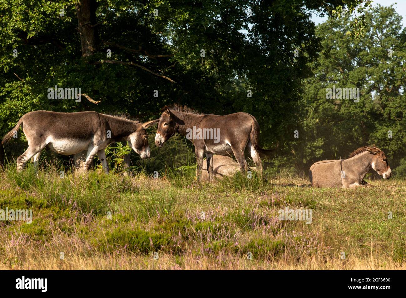 donkeys in the Wahner Heath, Cologne, Germany.  Esel in der Wahner Heide, Koeln, Deutschland. Stock Photo