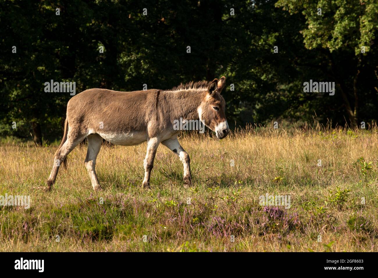 donkey in the Wahner Heath, Cologne, Germany.  Esel in der Wahner Heide, Koeln, Deutschland. Stock Photo