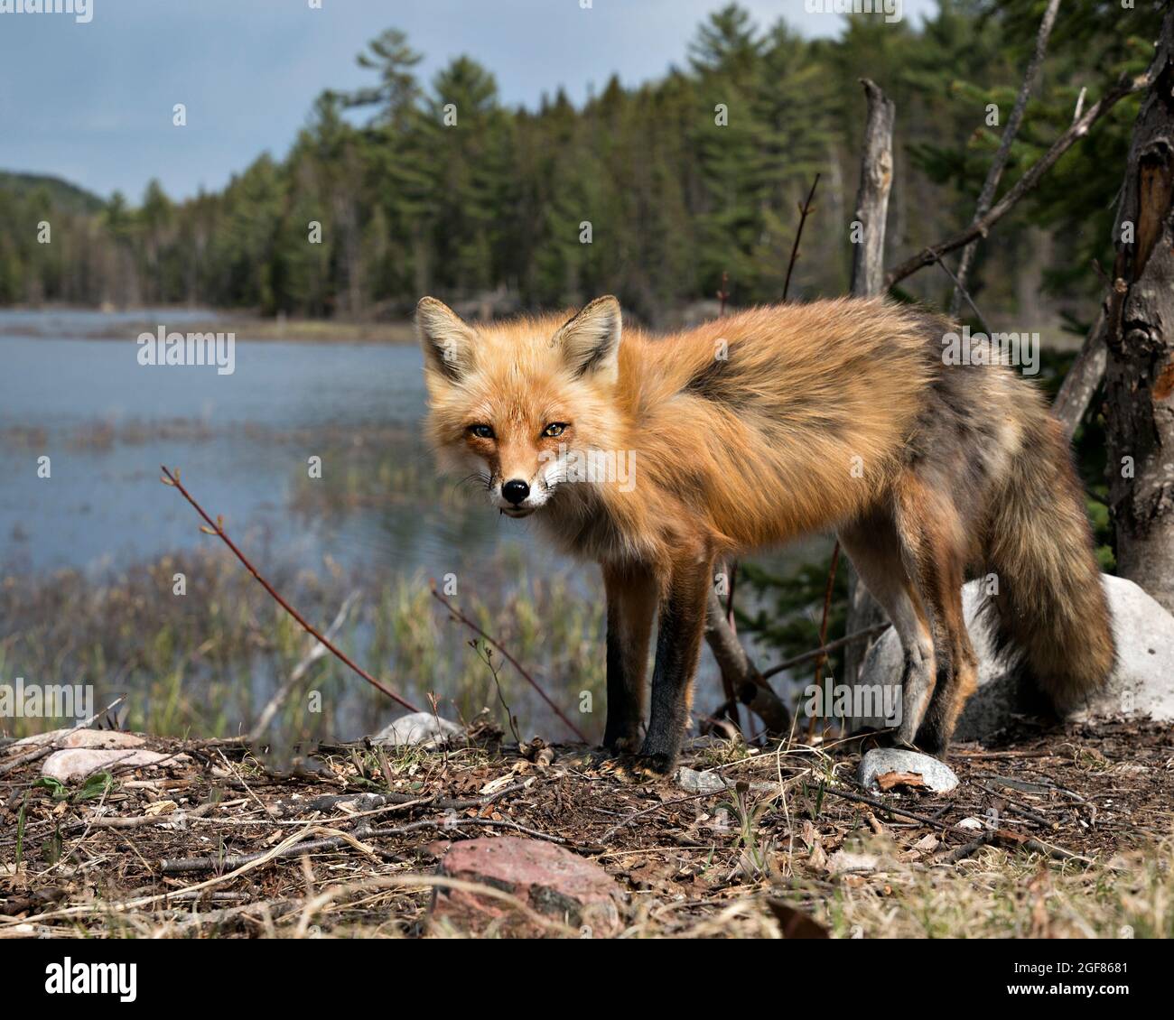 Fox tail hi-res stock photography and images - Alamy