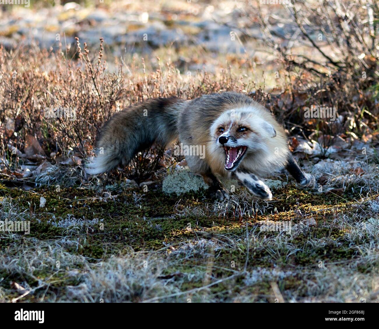 Red fox with a mad look, displaying open mouth, teeth, ears behind its head with a bushy tail in its environment and habitat with foliage and moss. Stock Photo