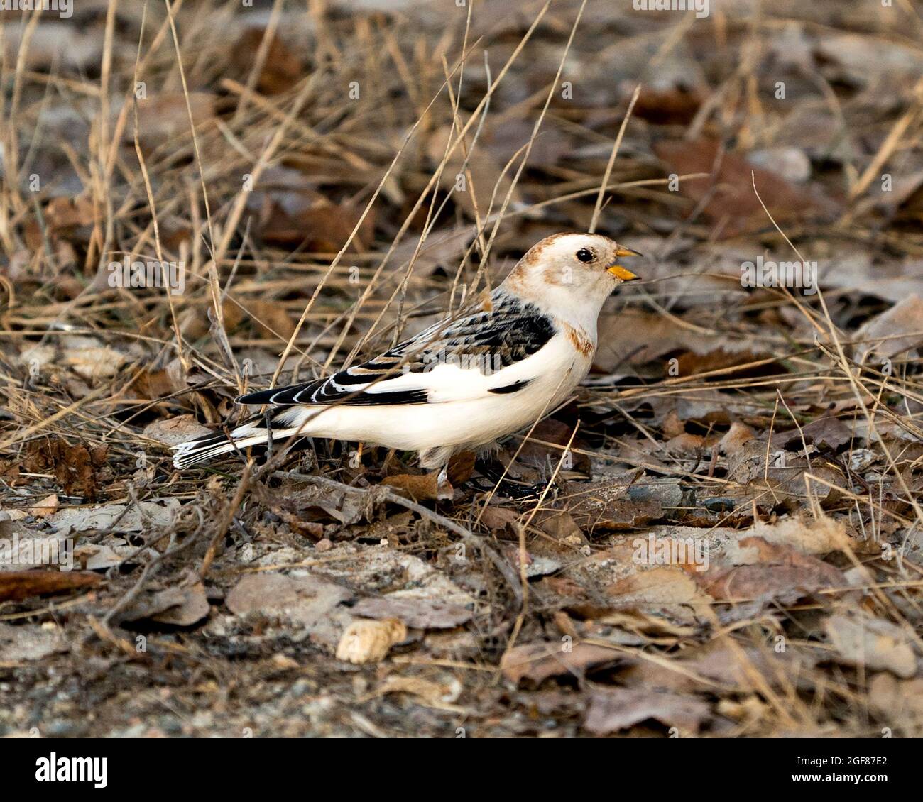 Snow bunting bird close-up, with open beak with a blur brown leaves background and enjoying its environment and habitat. Bunting Image. Picture. Stock Photo