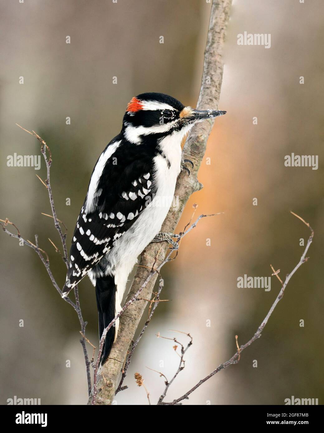 Woodpecker male close-up profile view perched on a tree branch with blur background in its environment and habitat. Image. Picture. Stock Photo