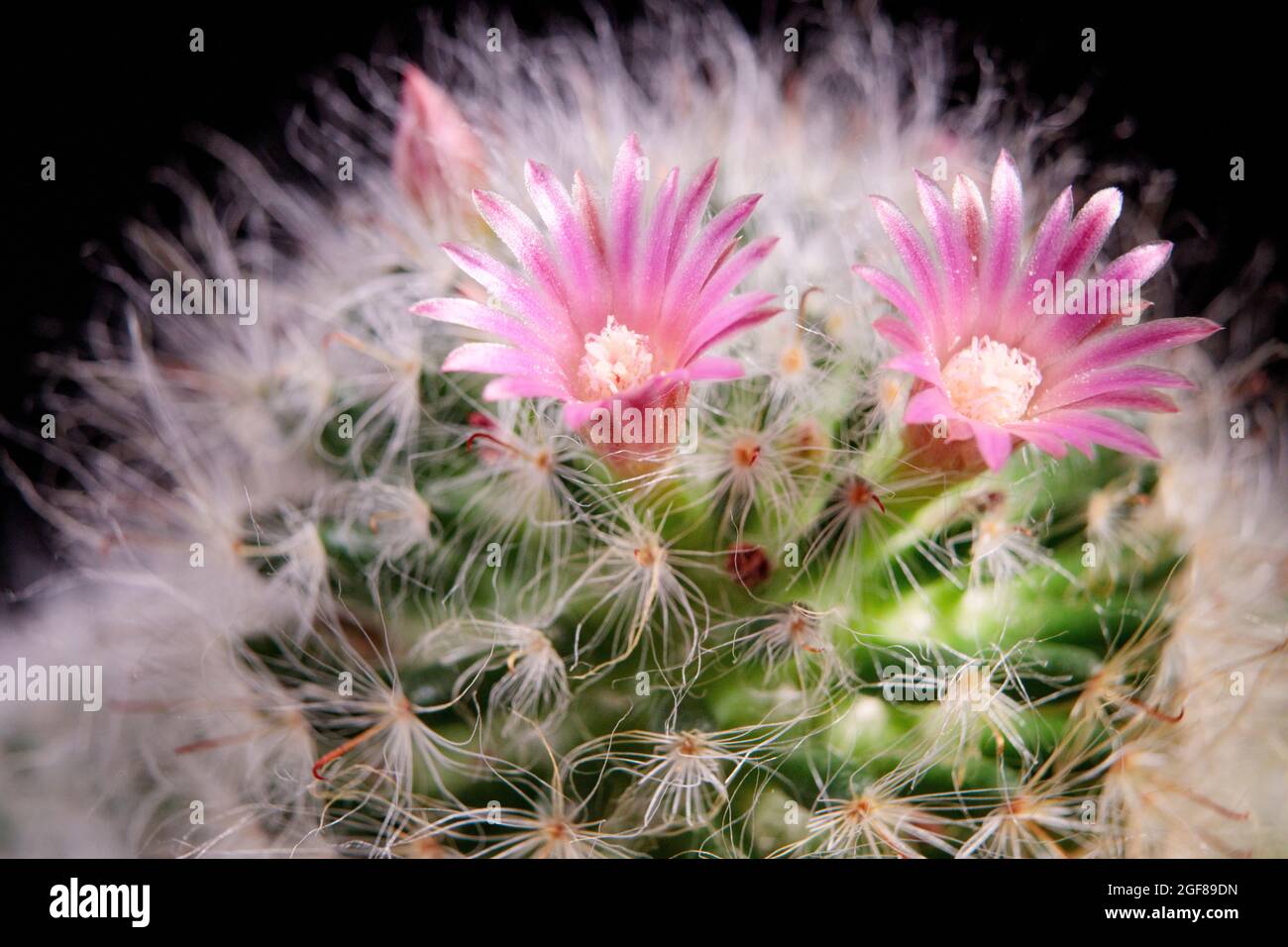 close up pink flower of mammillaria blooming Stock Photo