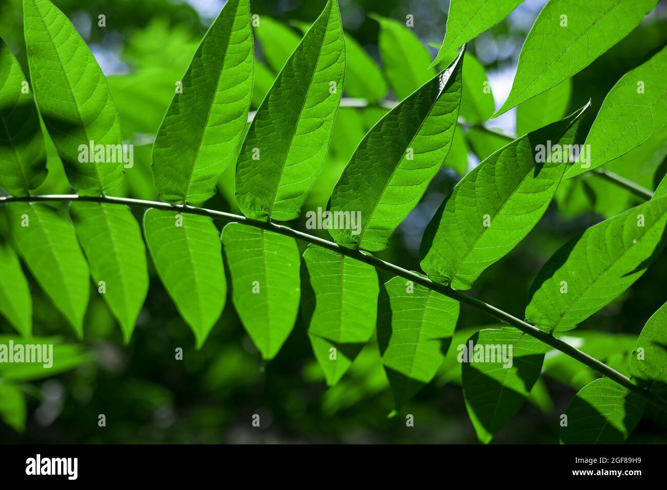Vinegar tree, rhus typhina leaves as background. close up Stock Photo