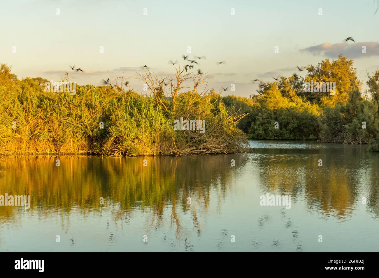 Sunset view of landscape of a pond, with cormorant birds, in the wetland nature reserve of En Afek, Northern Israel Stock Photo