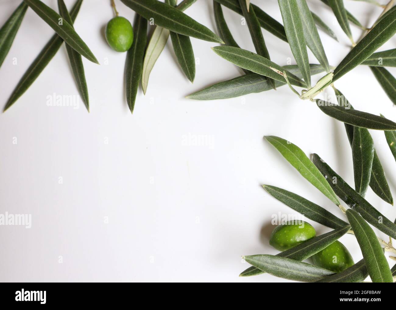 Fresh green olive fruits, branches and leaves isolated on white background.  Natural frame for editing products, texts, quotes. Abstract, pattern Stock  Photo - Alamy