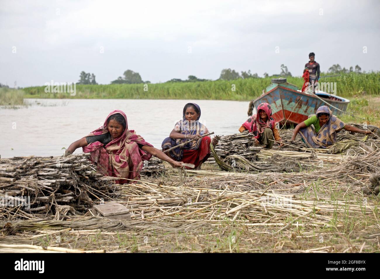 Dhaka, Bangladesh, August 23, 2021: Women farmers from the Munshiganj village during the  jute harvest  to offers it  to the local markets. Jute is an annual harvest that develops in about 120 days from April to August and blooms in tropical lowland areas, it is a product of South Asia, specifically India and Bangladesh, in these countries there is a production between 2.5 and 3.2 million tons annually.  Credit: Maruf Rahman  / Eyepix Group/Alamy Live News Stock Photo