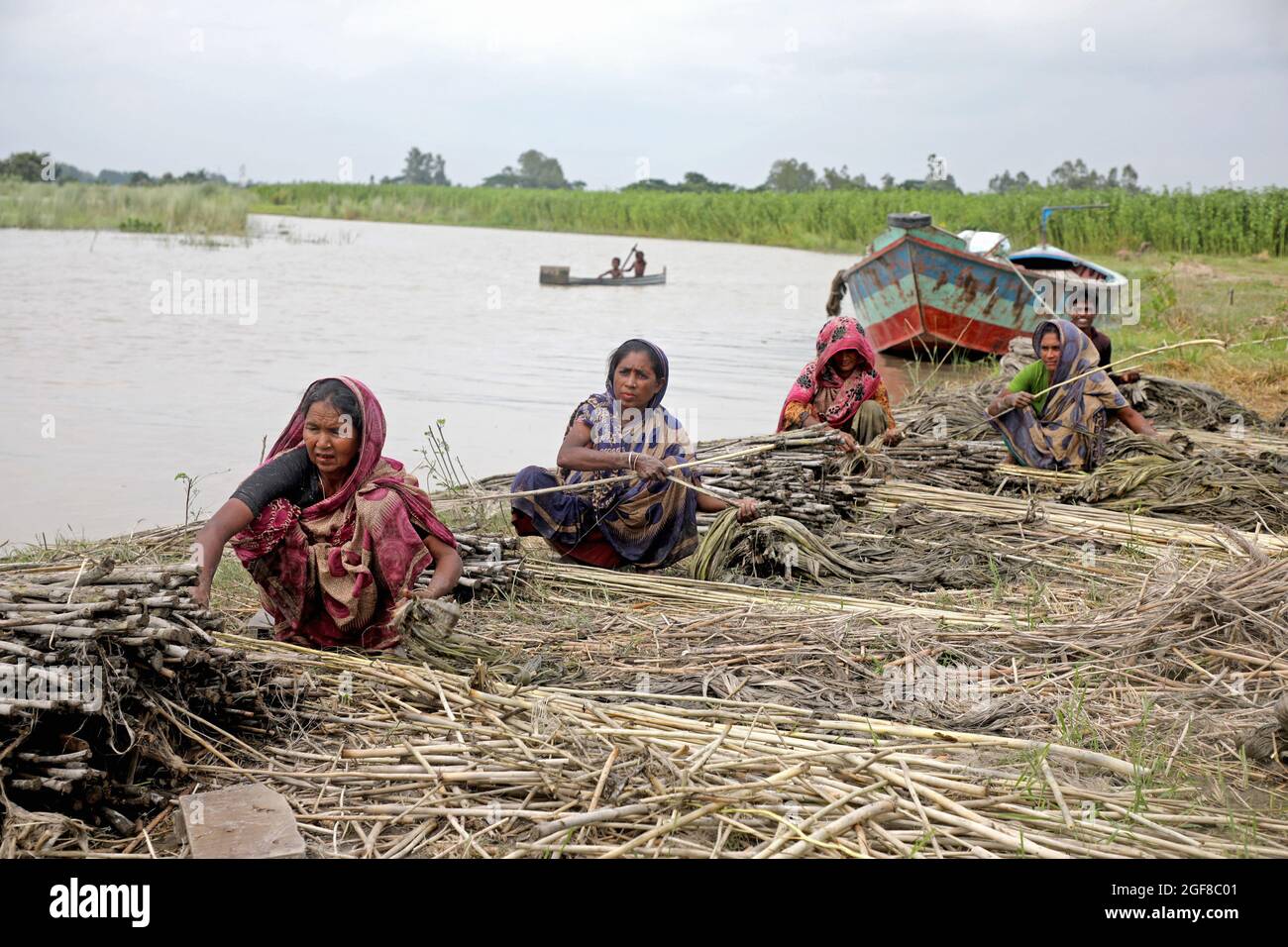 Dhaka, Bangladesh, August 23, 2021: Women farmers from the Munshiganj village during the  jute harvest  to offers it  to the local markets. Jute is an annual harvest that develops in about 120 days from April to August and blooms in tropical lowland areas, it is a product of South Asia, specifically India and Bangladesh, in these countries there is a production between 2.5 and 3.2 million tons annually.  Credit: Maruf Rahman  / Eyepix Group/Alamy Live News Stock Photo