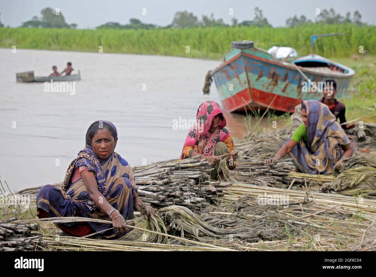 Dhaka, Bangladesh, August 23, 2021: Women farmers from the Munshiganj village during the  jute harvest  to offers it  to the local markets. Jute is an annual harvest that develops in about 120 days from April to August and blooms in tropical lowland areas, it is a product of South Asia, specifically India and Bangladesh, in these countries there is a production between 2.5 and 3.2 million tons annually.  Credit: Maruf Rahman  / Eyepix Group/Alamy Live News Stock Photo