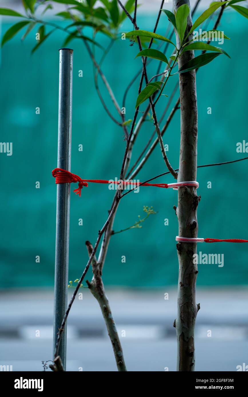 Cables straighten tree on streets of Singapore Stock Photo Alamy