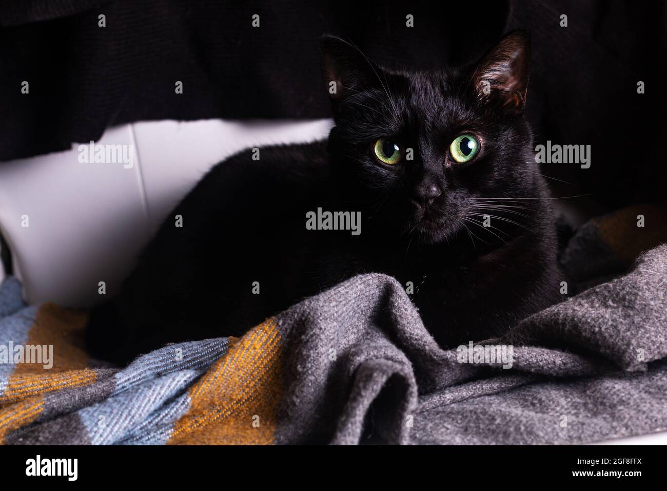 Black cats silhouette with green eyes isolated on white background. Spooky  halloween pet icon, aggressive kitty dark profile Stock Photo - Alamy