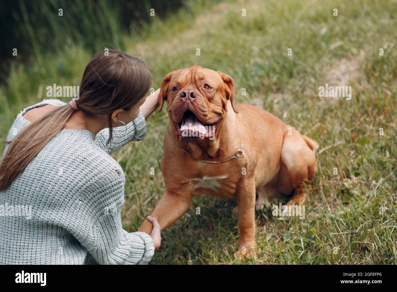 Dogue de Bordeaux or French Mastiff gives paw young woman at outdoor park. Stock Photo