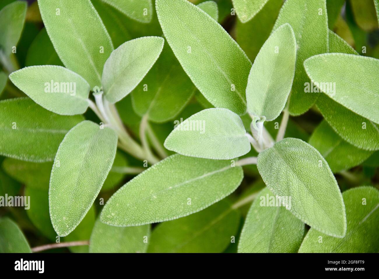 Salvia officinalis - Makroaufnahme Stock Photo