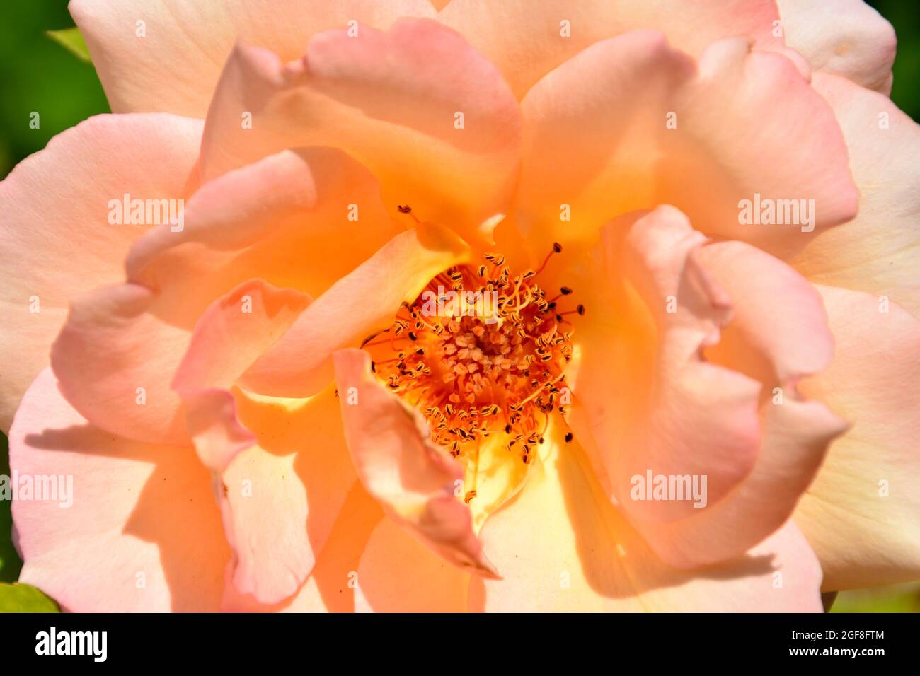 Rosiden hi-res stock photography and images - Alamy