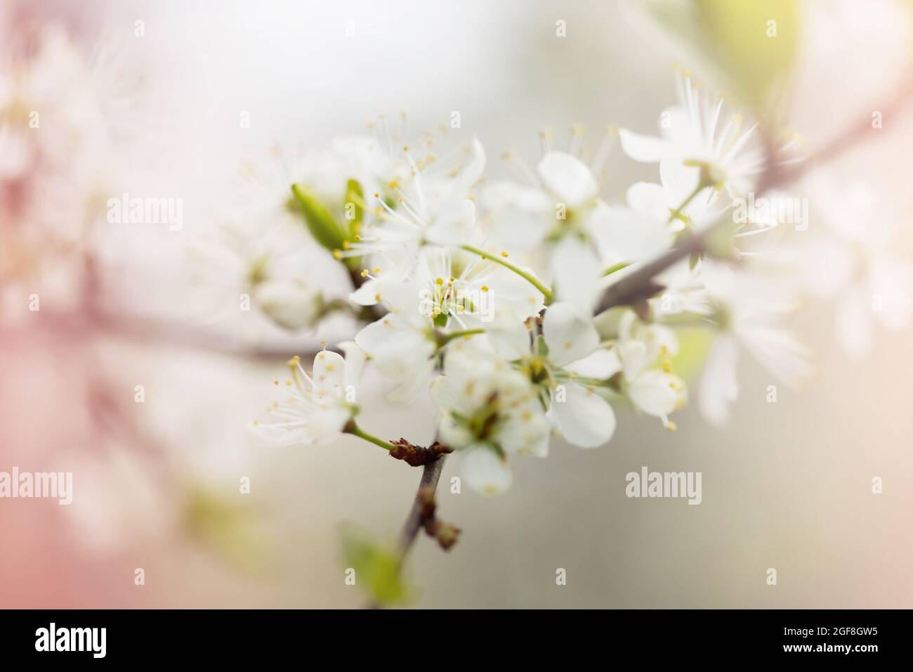 Defocused floral background with cherry blossoms on green leaves Stock ...
