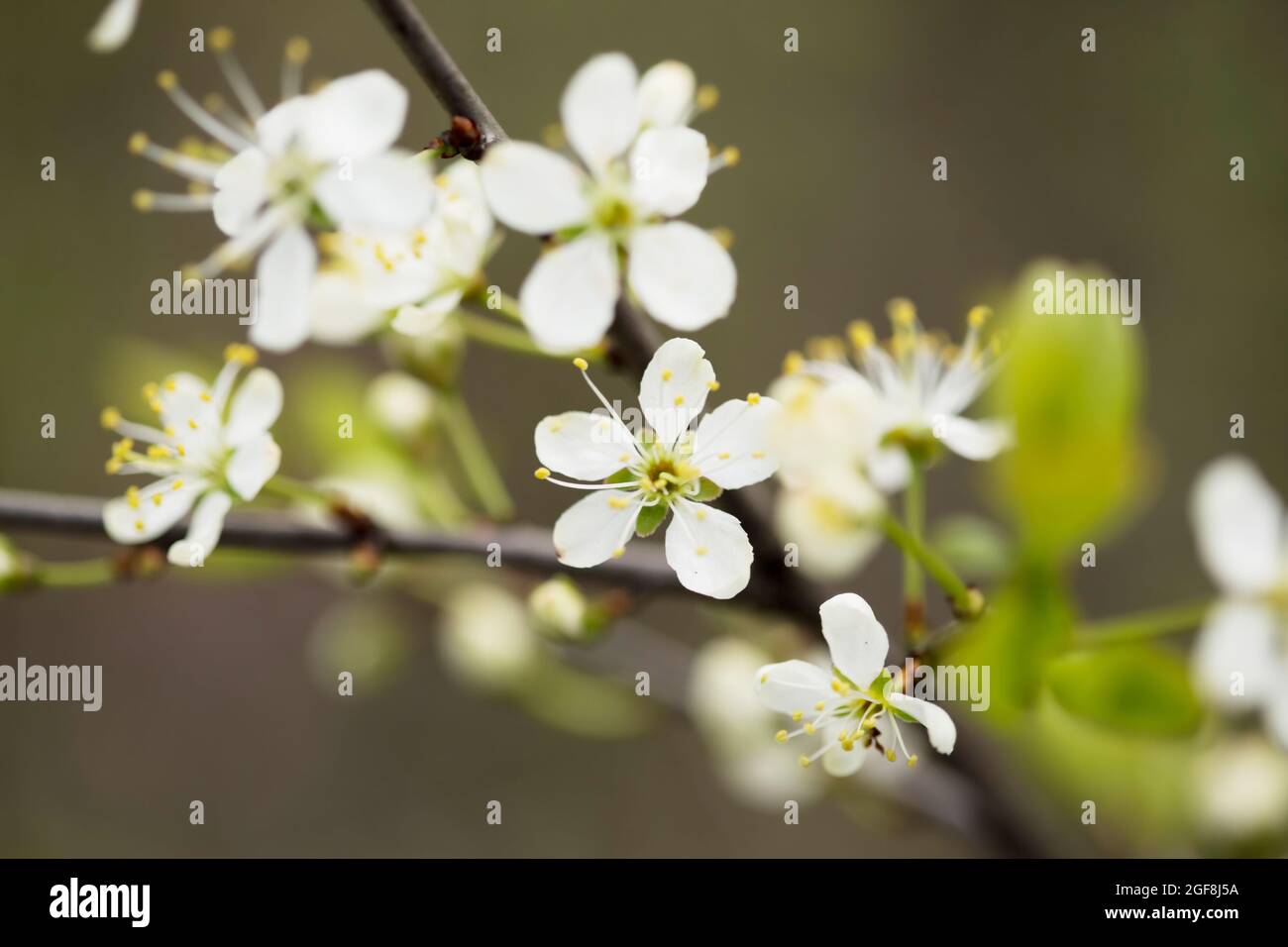 Defocused floral background with cherry blossoms on green leaves Stock ...