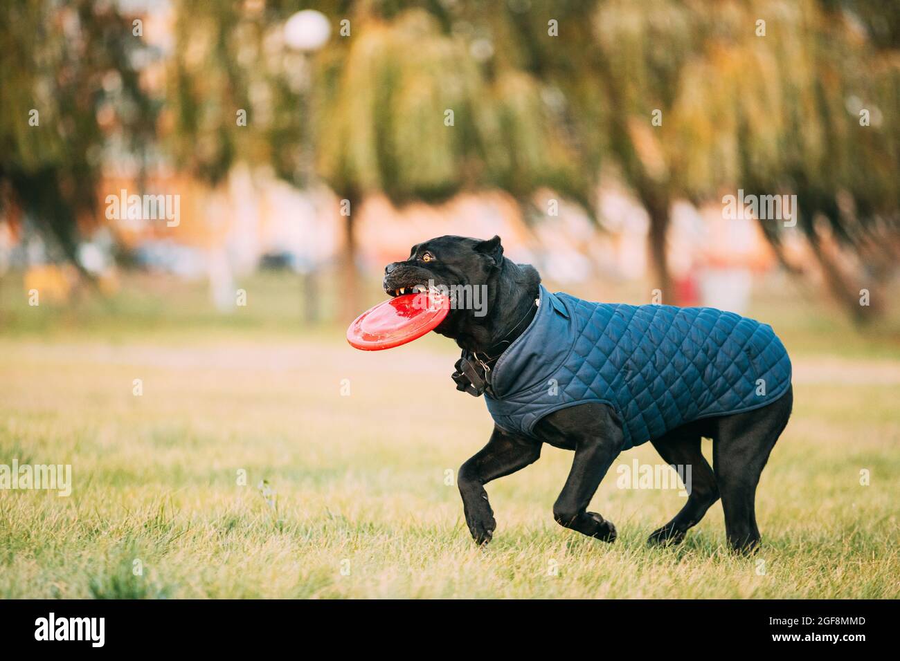 Active Black Cane Corso Dog Play With Plate Toy Outdoor In Park. Dog