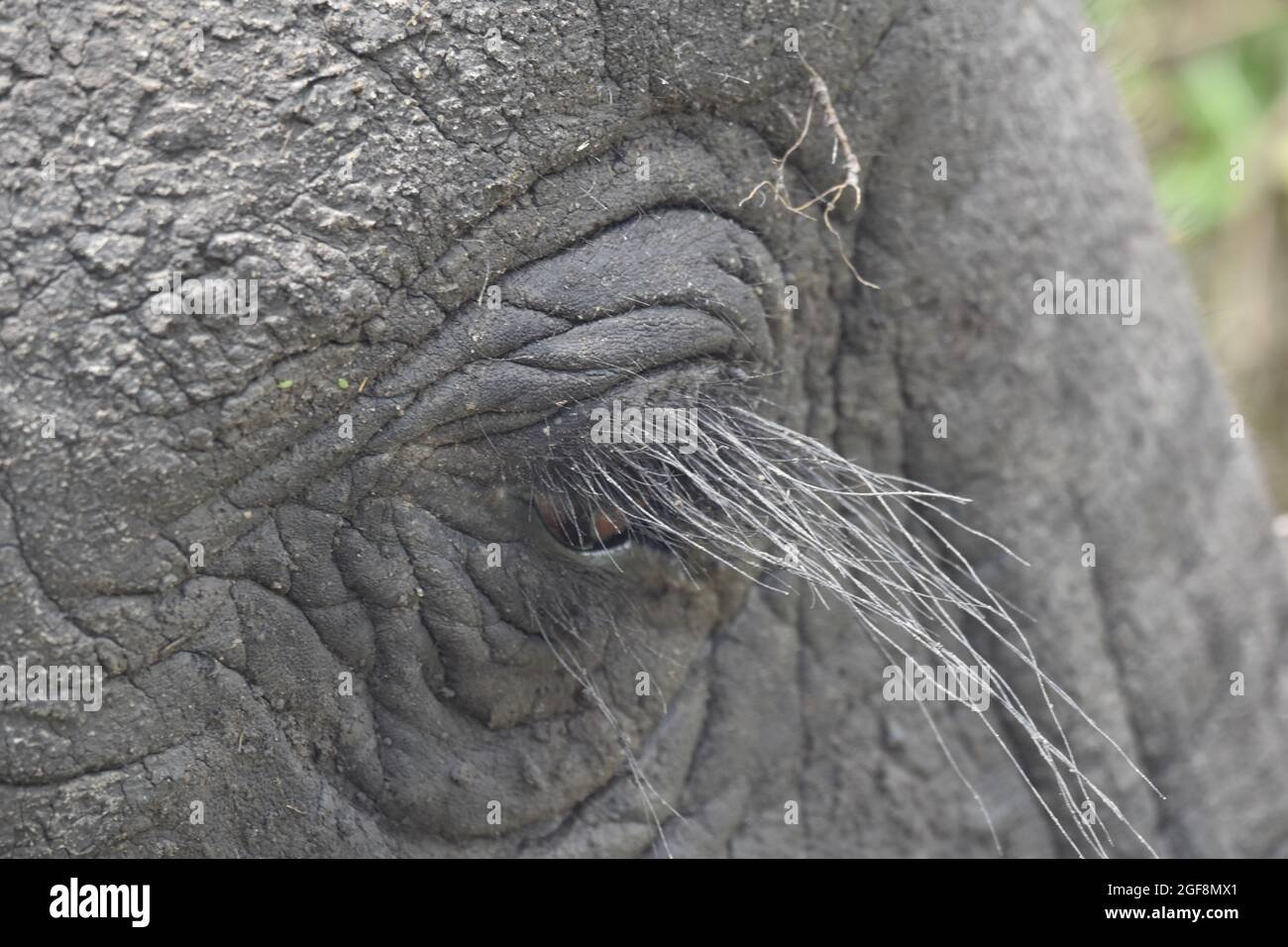 Eyebrow of an elephant Stock Photo Alamy