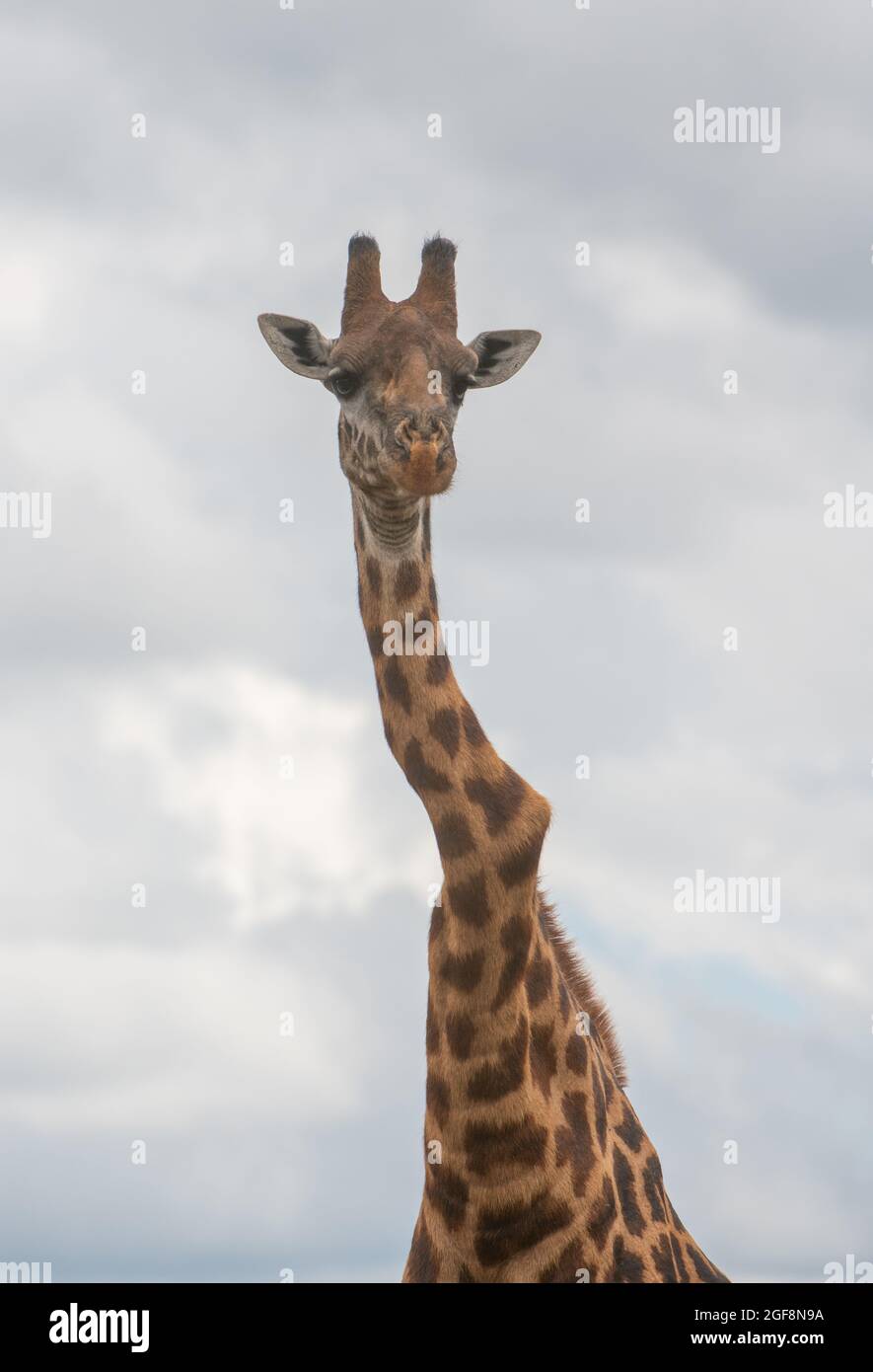 A giraffe with a severely twisted vertebrae or two, but he stands ...