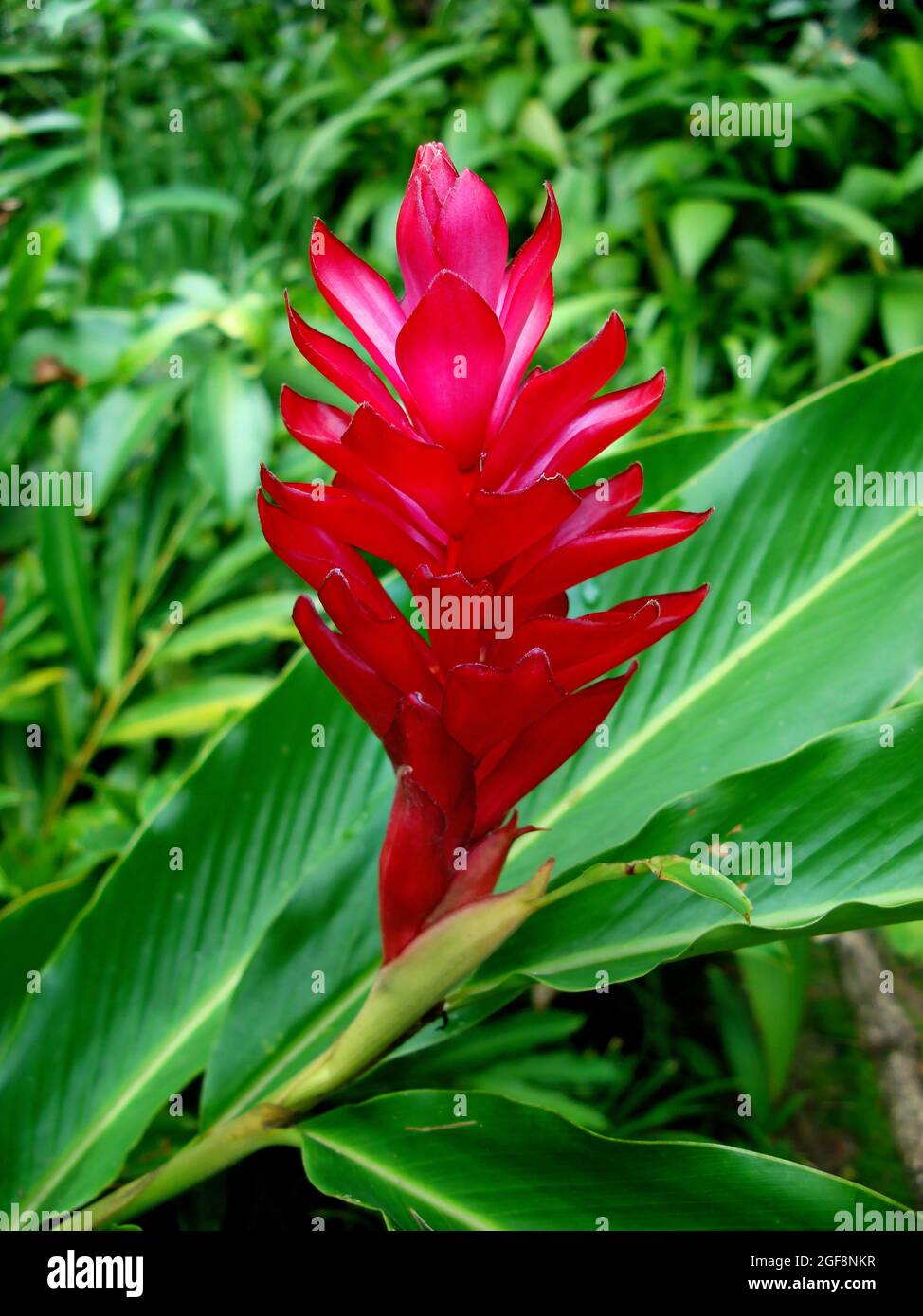 Red ginger flower (Alpinia purpurata Stock Photo Alamy